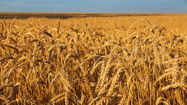 Зерно раздора